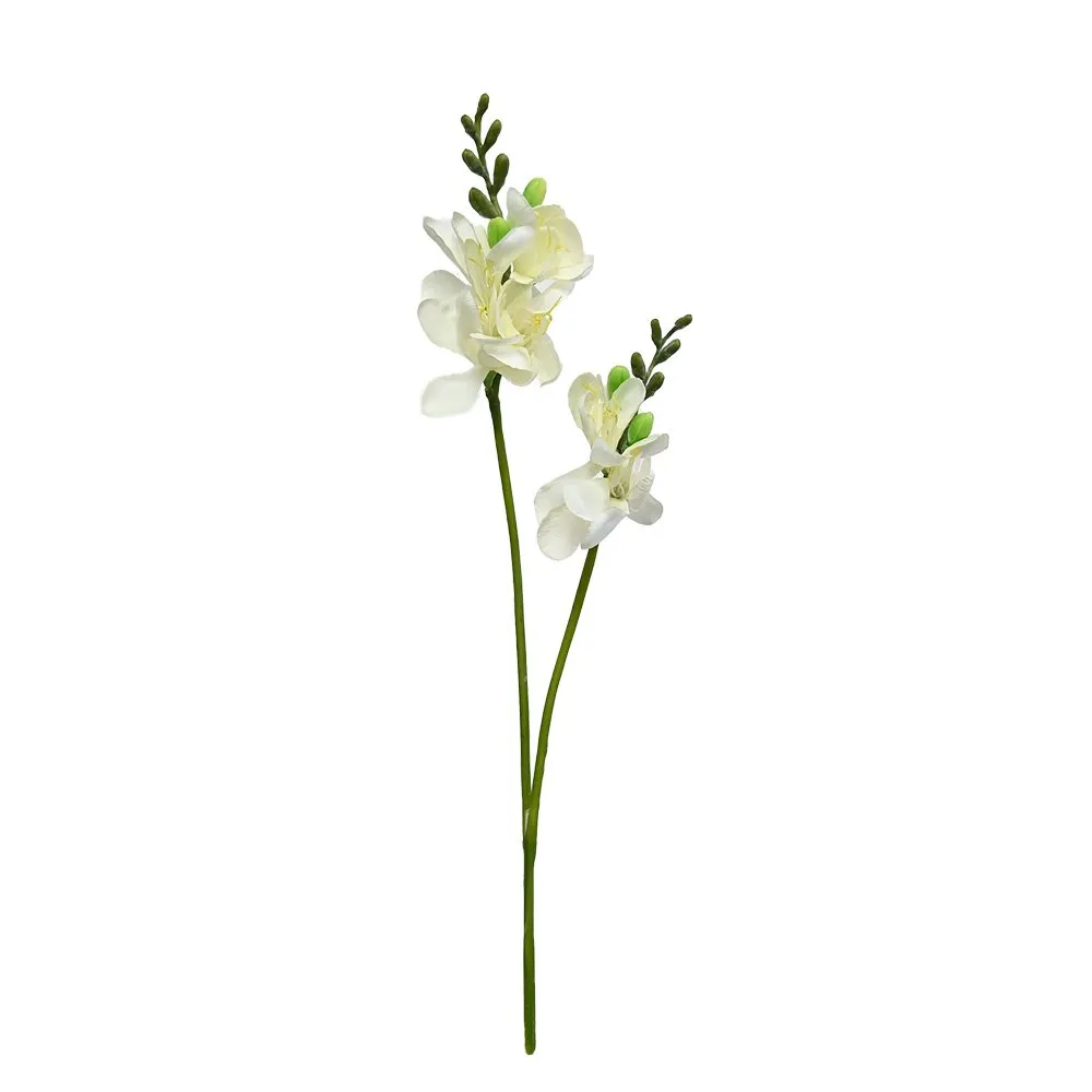 Freesia - White