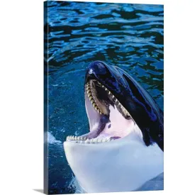 "'Orca' killer whale rising out of water" Canvas Wall Art